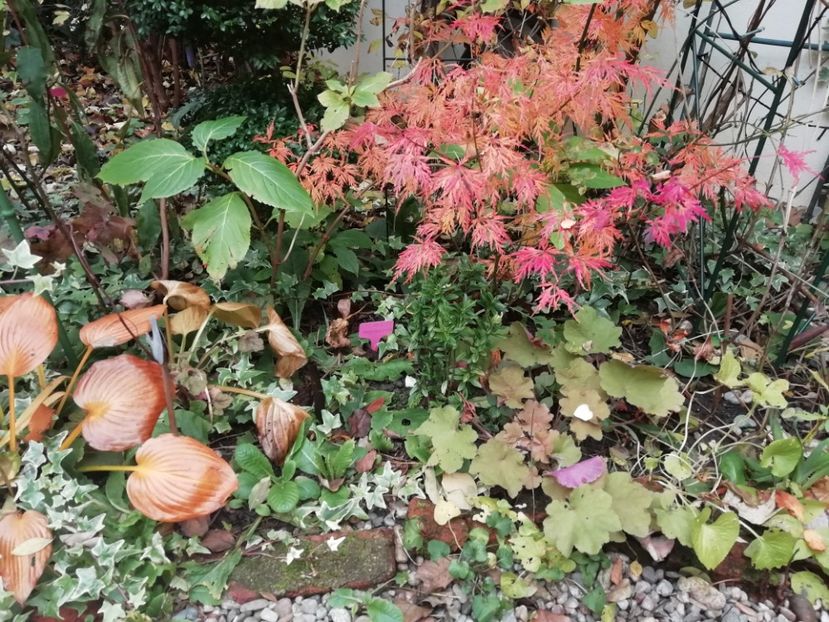  - Grădina 2020 continuare 2