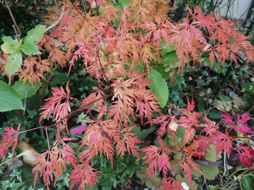  - Grădina 2020 continuare 2