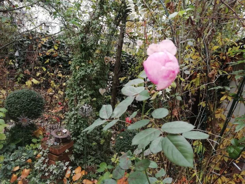  - Grădina 2020 continuare 2