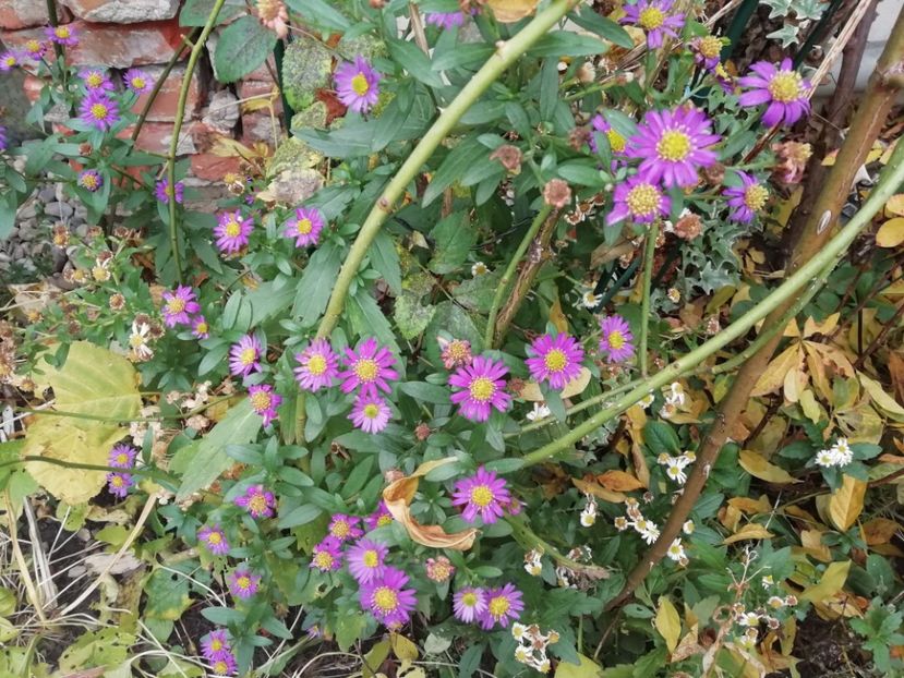  - Grădina 2020 continuare 2