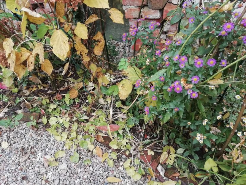  - Grădina 2020 continuare 2