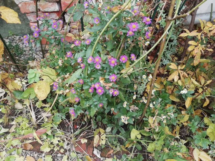  - Grădina 2020 continuare 2