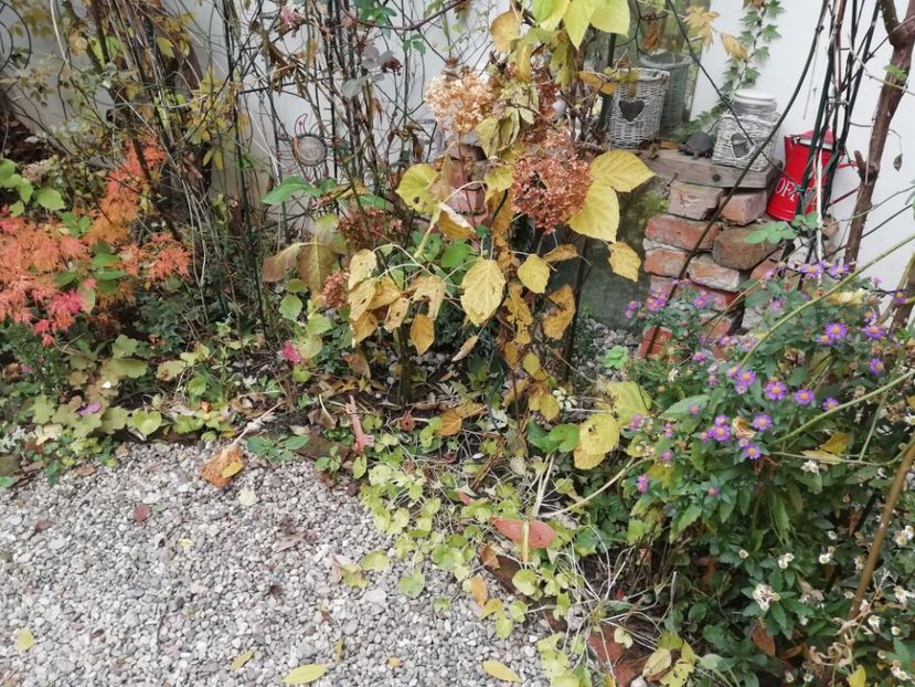  - Grădina 2020 continuare 2