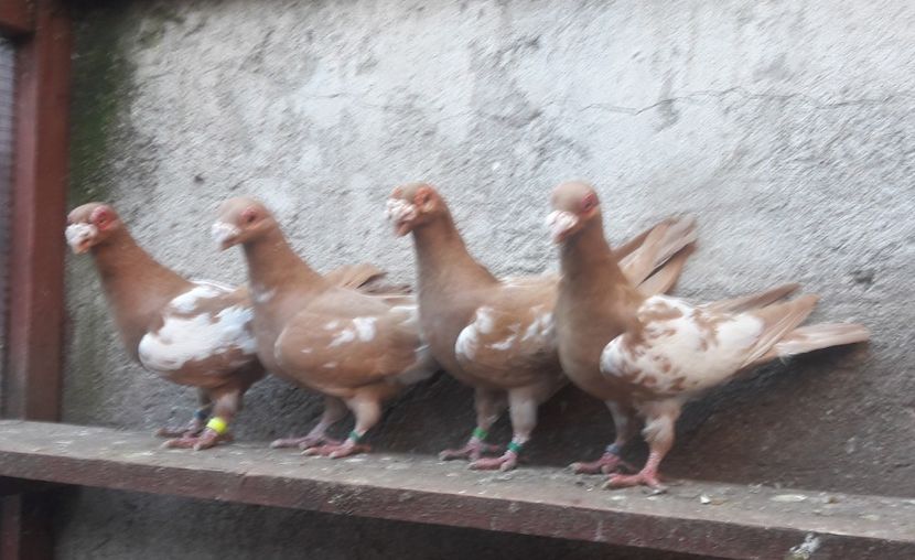 Femele bobate - Carunculați 2020