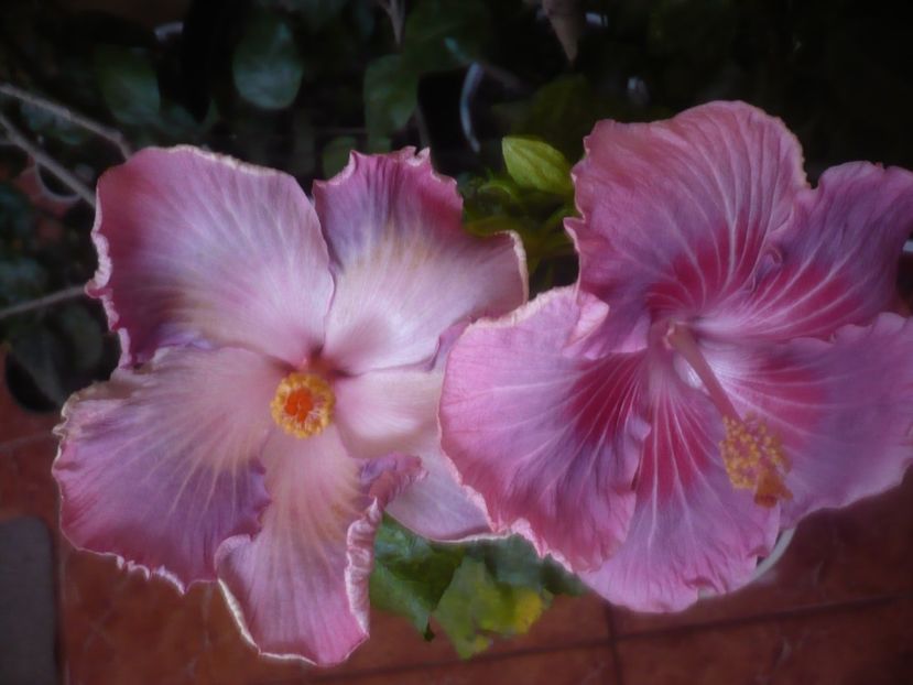 P1470214 - HIBISCUSI 2020-5