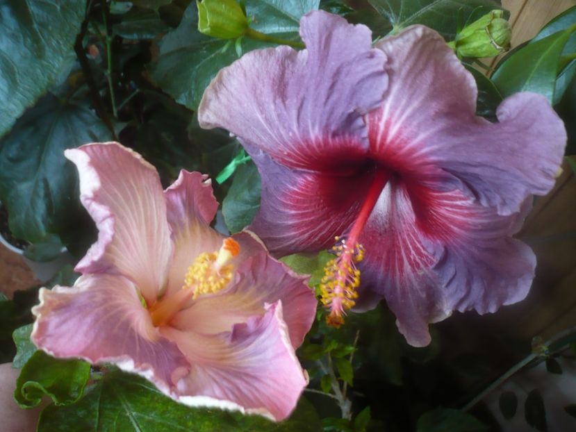 P1470217 - HIBISCUSI 2020-5