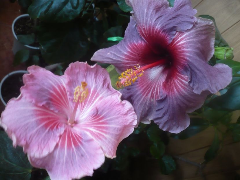 P1470219 - HIBISCUSI 2020-5