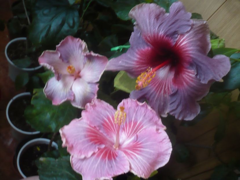 P1470221 - HIBISCUSI 2020-5