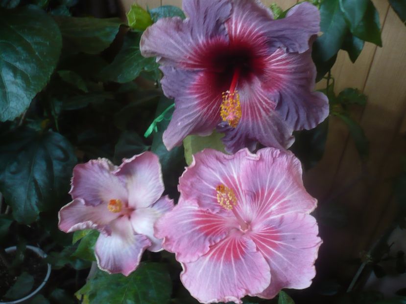 P1470222 - HIBISCUSI 2020-5