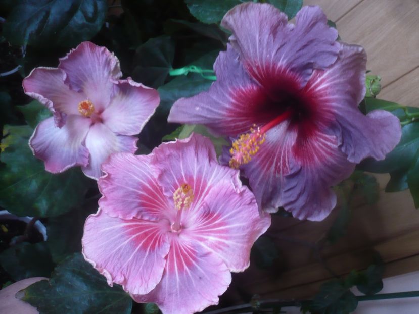 P1470223 - HIBISCUSI 2020-5