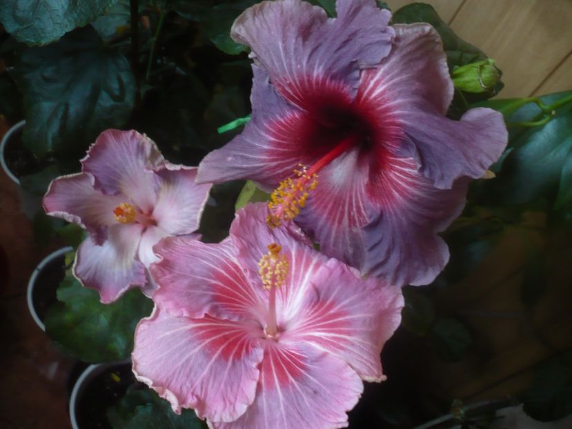 P1470225 - HIBISCUSI 2020-5