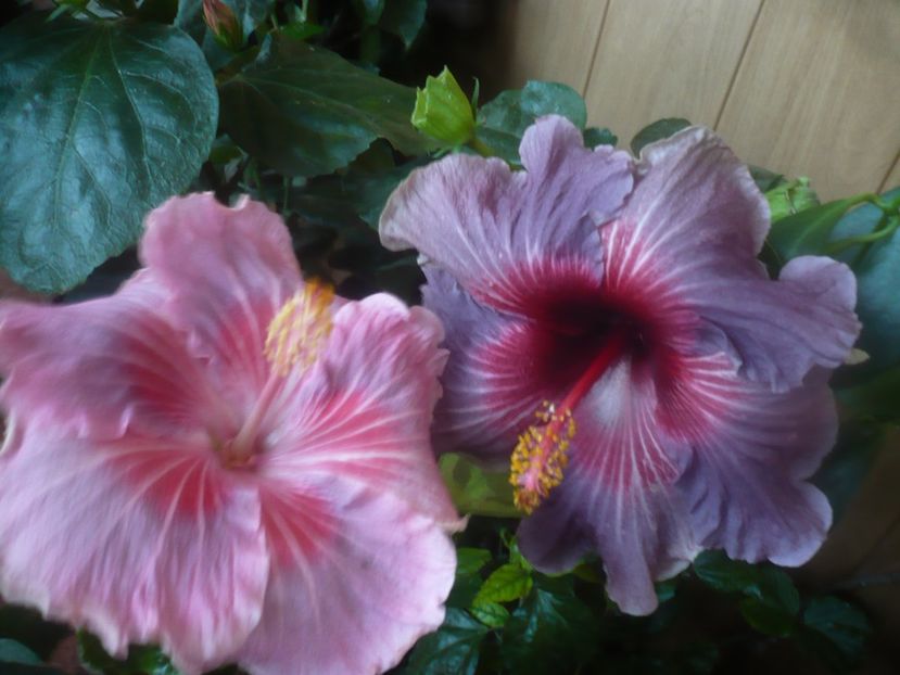 P1470226 - HIBISCUSI 2020-5