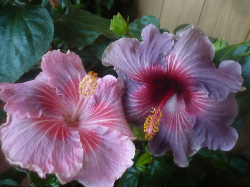 P1470227 - HIBISCUSI 2020-5