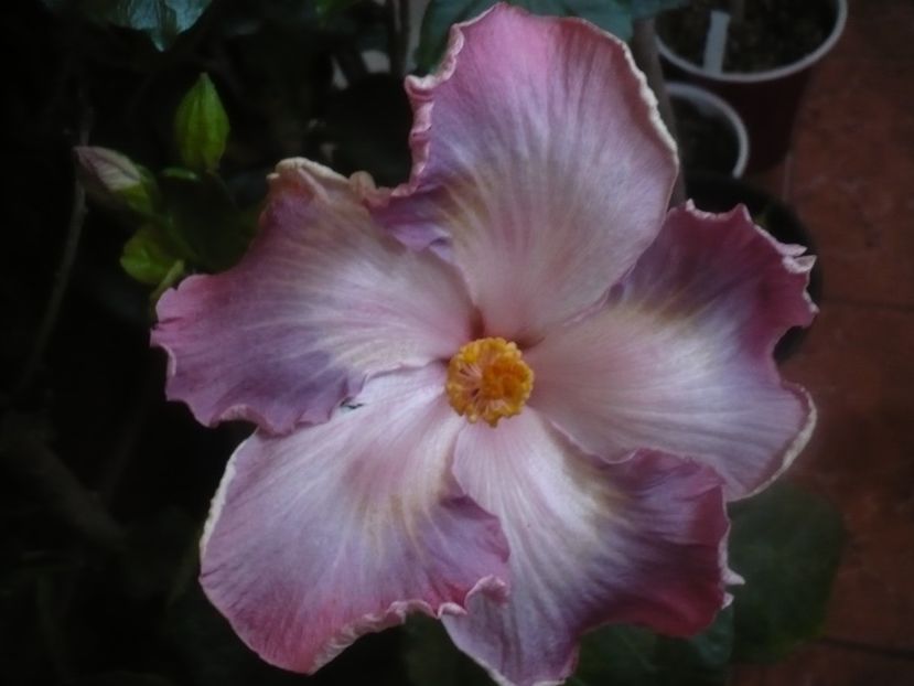 P1470228 - HIBISCUSI 2020-5