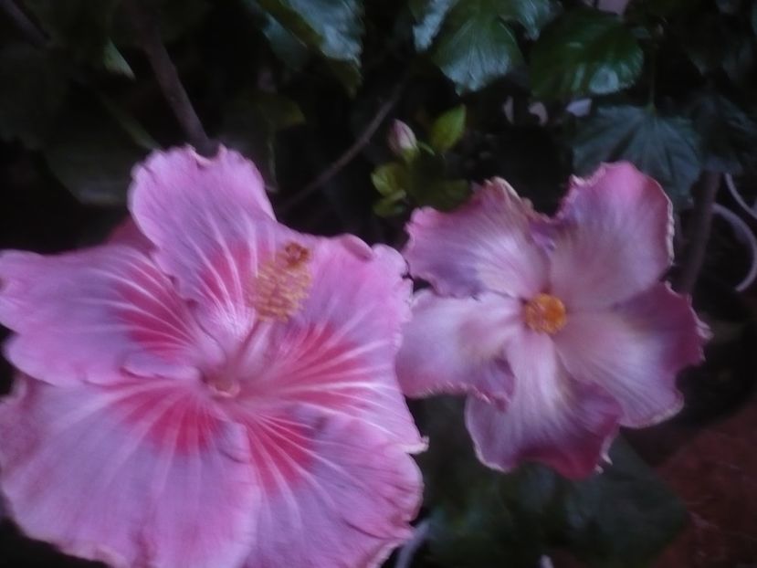 P1470229 - HIBISCUSI 2020-5