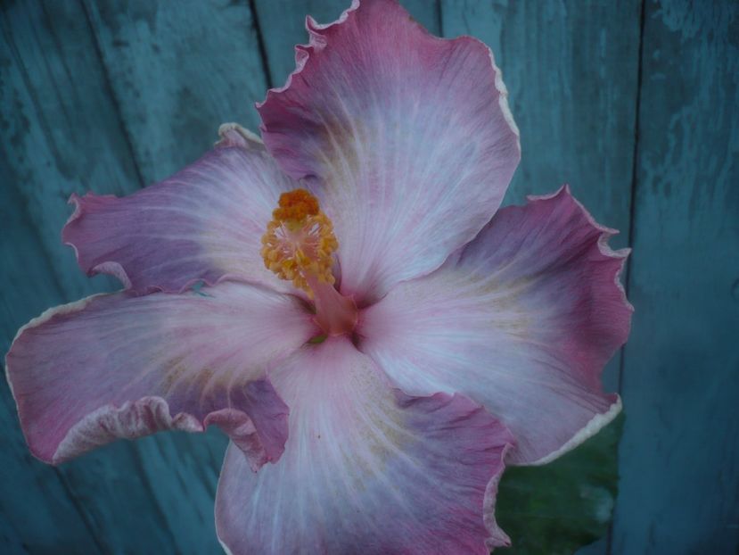 P1470230 - HIBISCUSI 2020-5