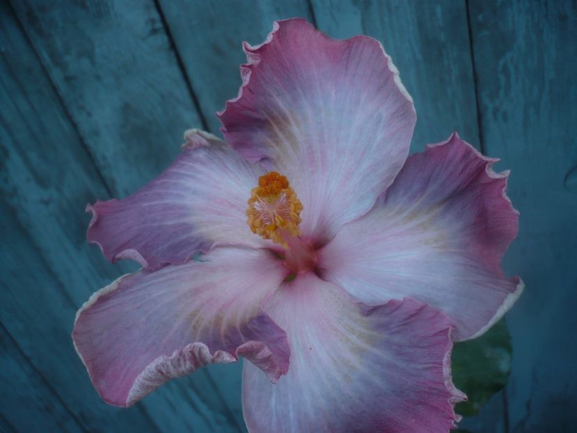 P1470231 - HIBISCUSI 2020-5