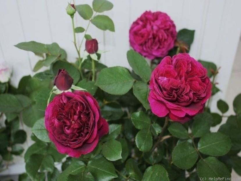 Model - Blackberry Nip