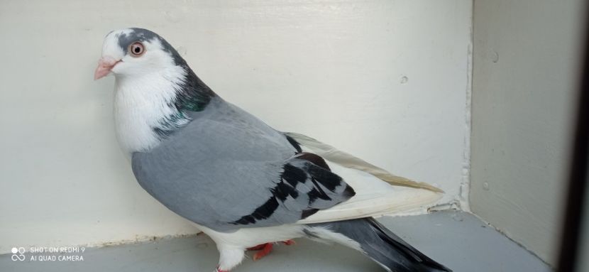 M2020,2 ,jok lung - jucatori de galati pe albastru