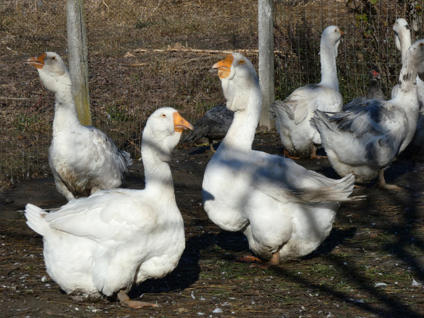 P1060339 - GASTE HOLMOGOR 2020