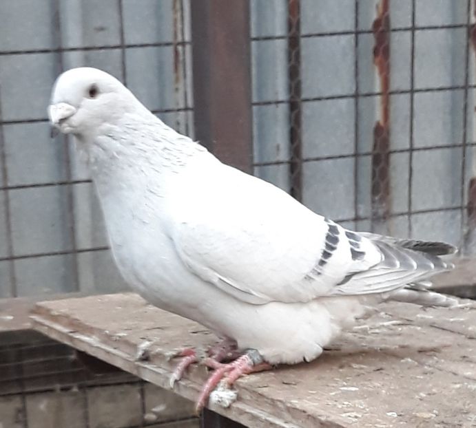  - Păsările mele