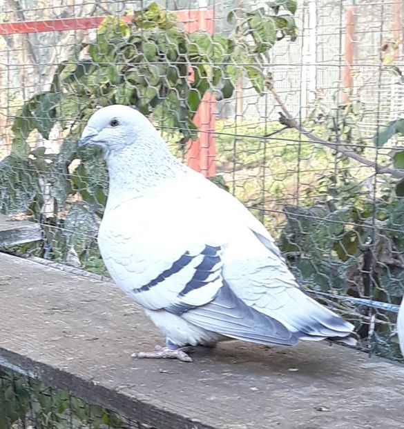  - Păsările mele