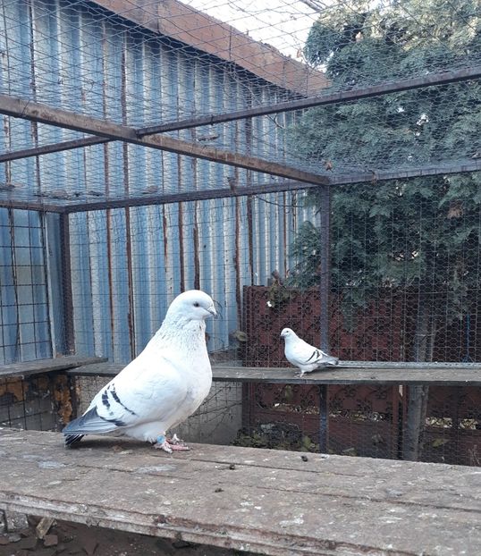  - Păsările mele