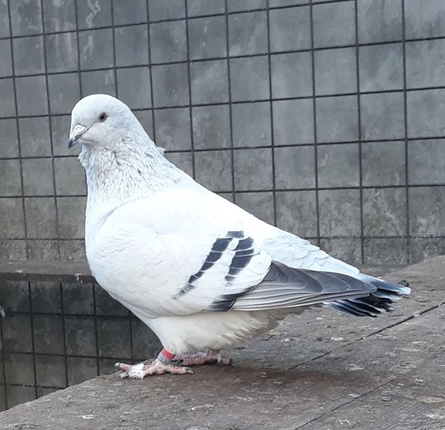  - Păsările mele