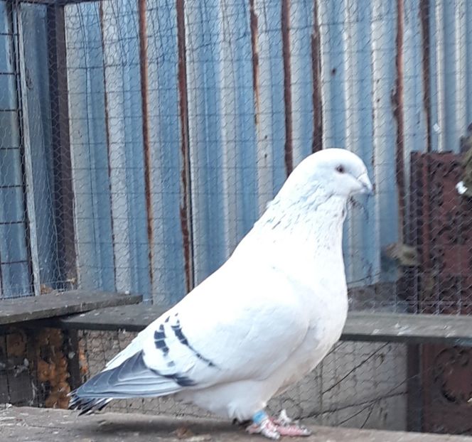  - Păsările mele