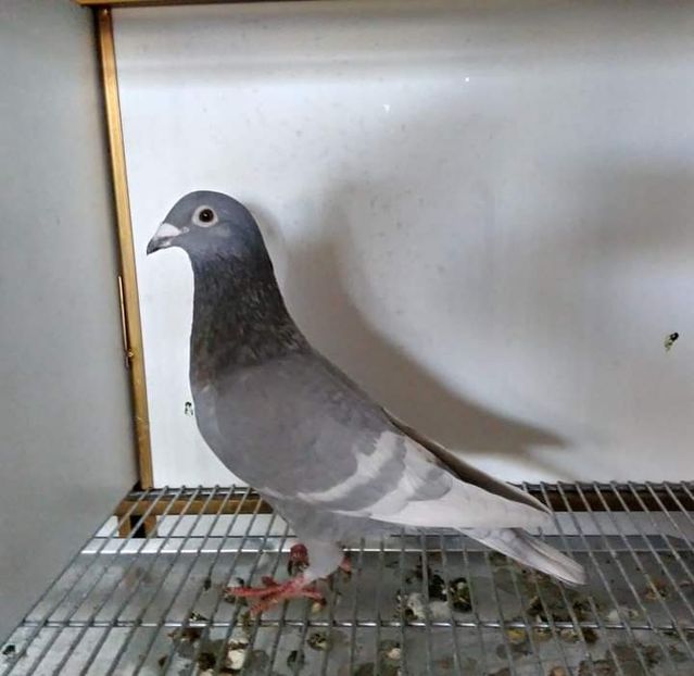  - NU IMI APARTIN ALBUM NR 2