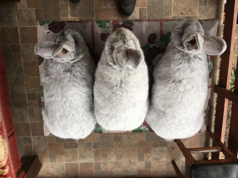 B9A581ED-3D7E-42F6-A14F-6E73544C79C3 - New generation 2020