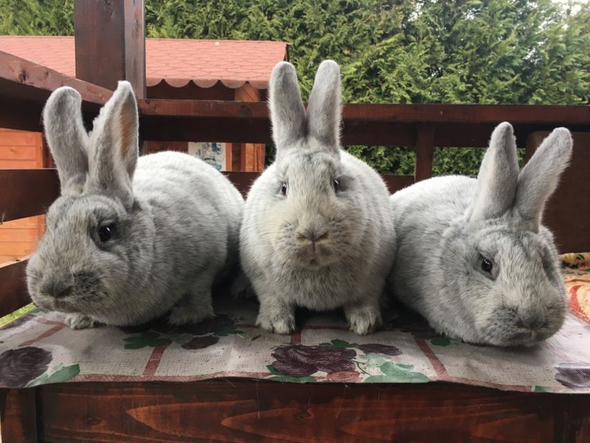 BAEC35BD-8917-4672-9A20-7E4B58952DE2 - New generation 2020