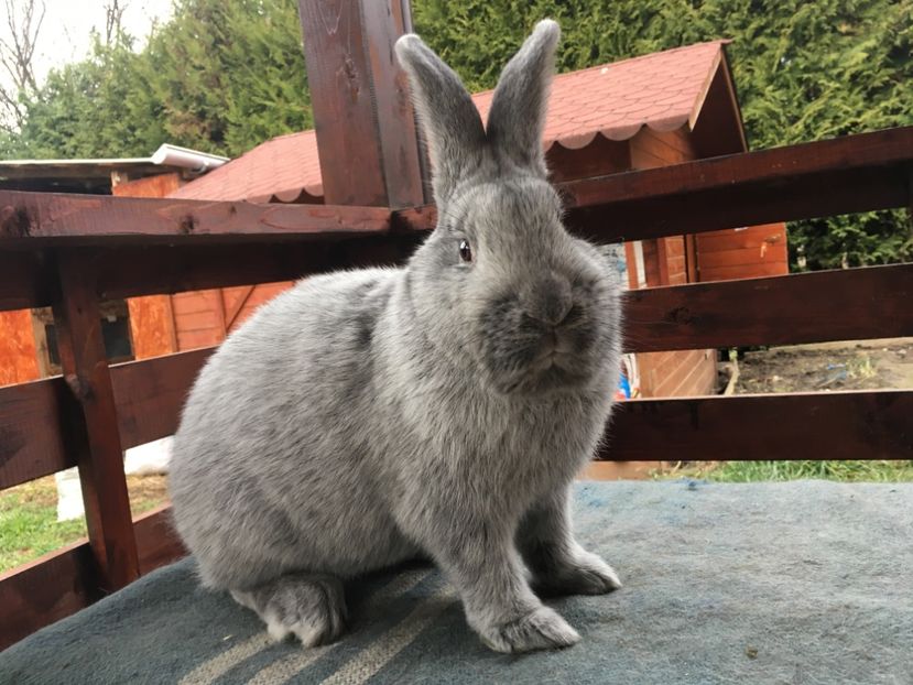 D60AB976-8E45-4EB2-981E-9BFCCA595078 - New generation 2020