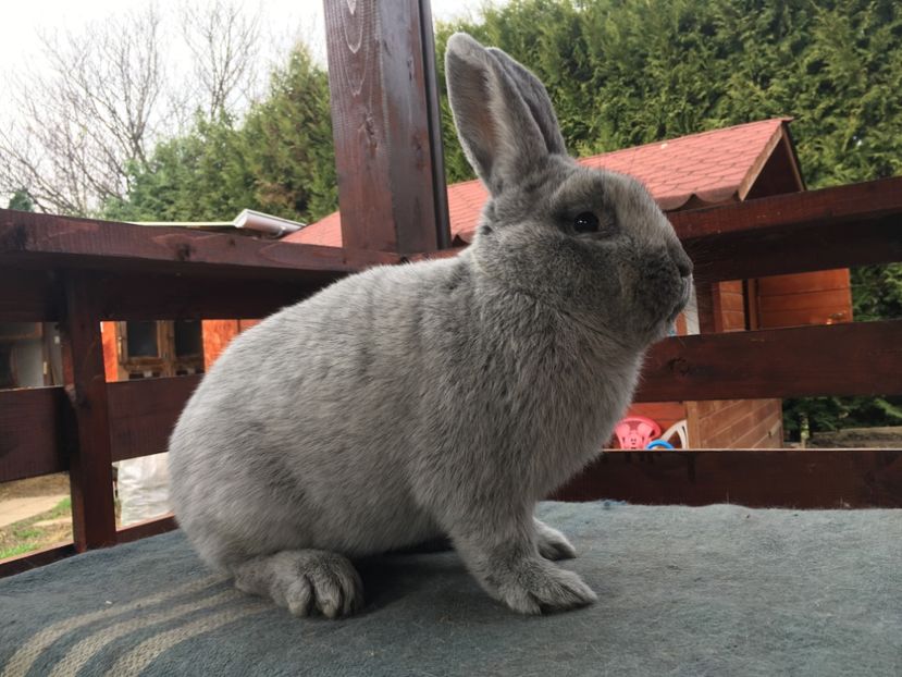 7A2D6CC6-F448-488B-B94C-AA21B4E885FD - New generation 2020