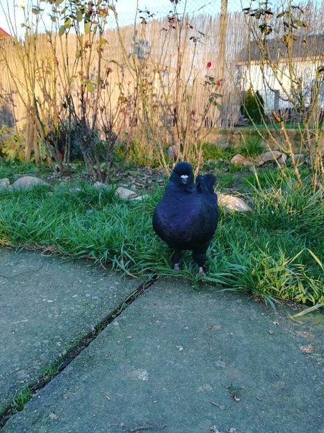  - istoric king matca