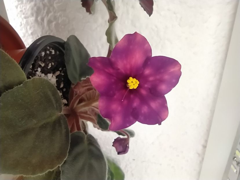 23 noiembrie 2020 - ZZZ____AE Bliznecy