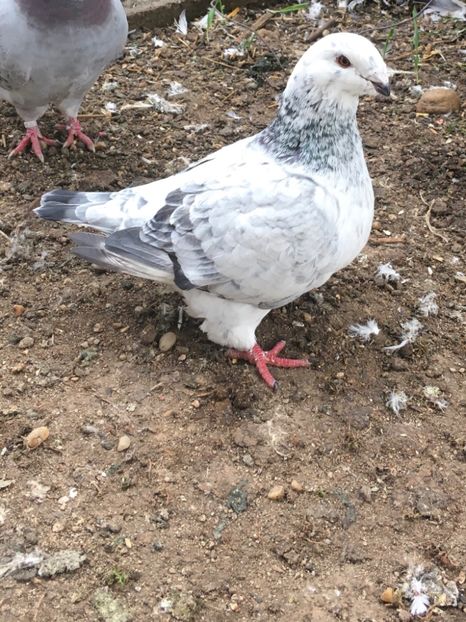 C0D7C45A-D3F6-4CDD-A098-D6F2BD43DB64 - Porumbei vanduti 2017-2025