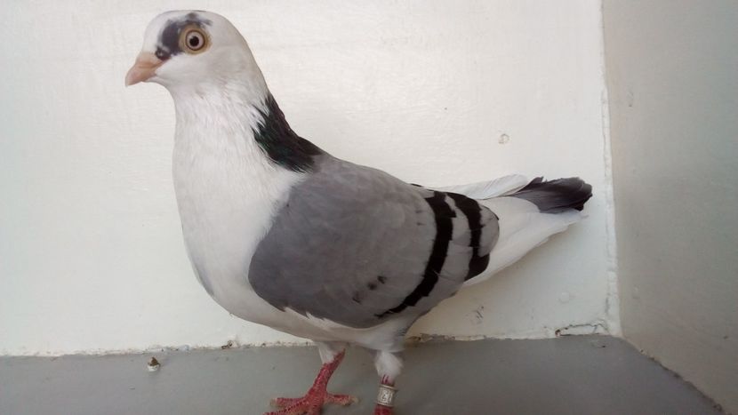 f 2020,,6 , jok lung - jucatori de galati pe albastru