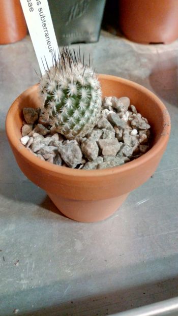 T. mandragora subs. zaragosae - Turbinicarpus