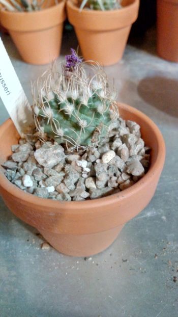 T. pseudomacrochele ssp. lausseri - Turbinicarpus