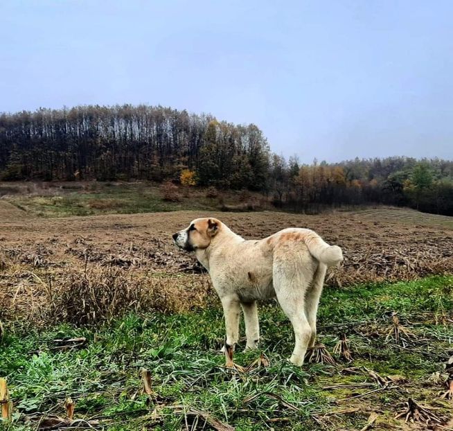 Athena 6luni - MY DOG