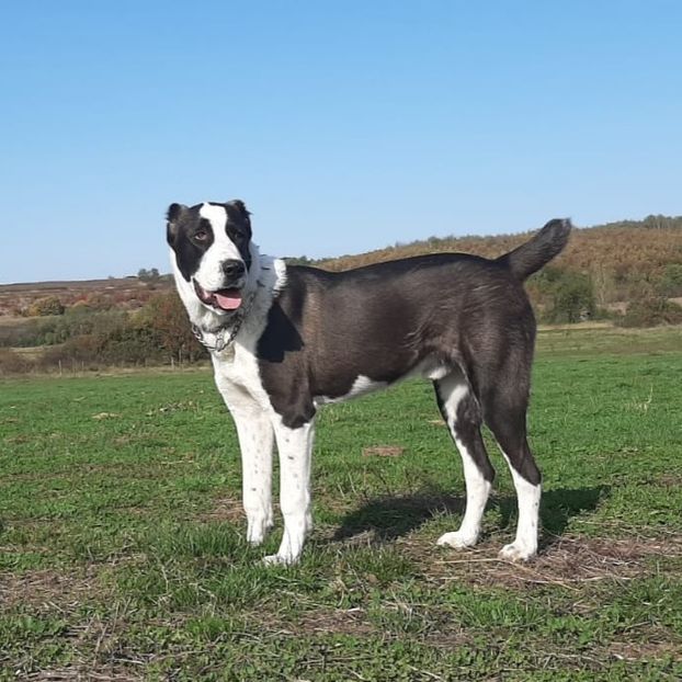 Rhin 8luni - MY DOG