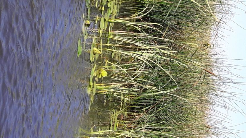  - Concediu 2020 delta- Sulina