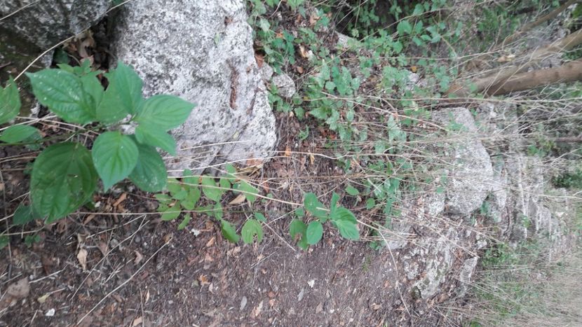  - WK august 2020 Pacuiu lui Soare