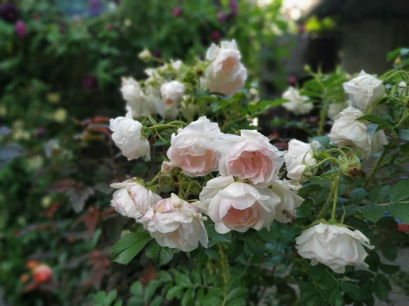  - Rosa rugosa Ritausma