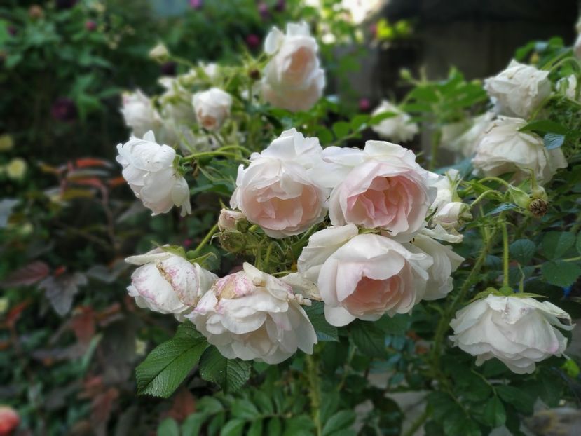  - Rosa rugosa Ritausma