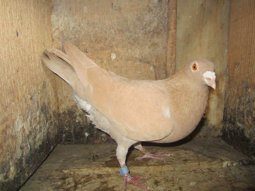 M 2014 - Voiajori galbeni