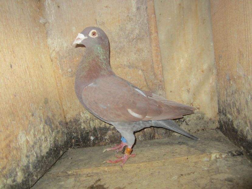 M 2014 - Voiajori Meulemans