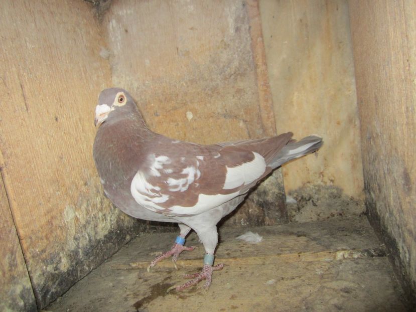 M 2016 - Voiajori Meulemans