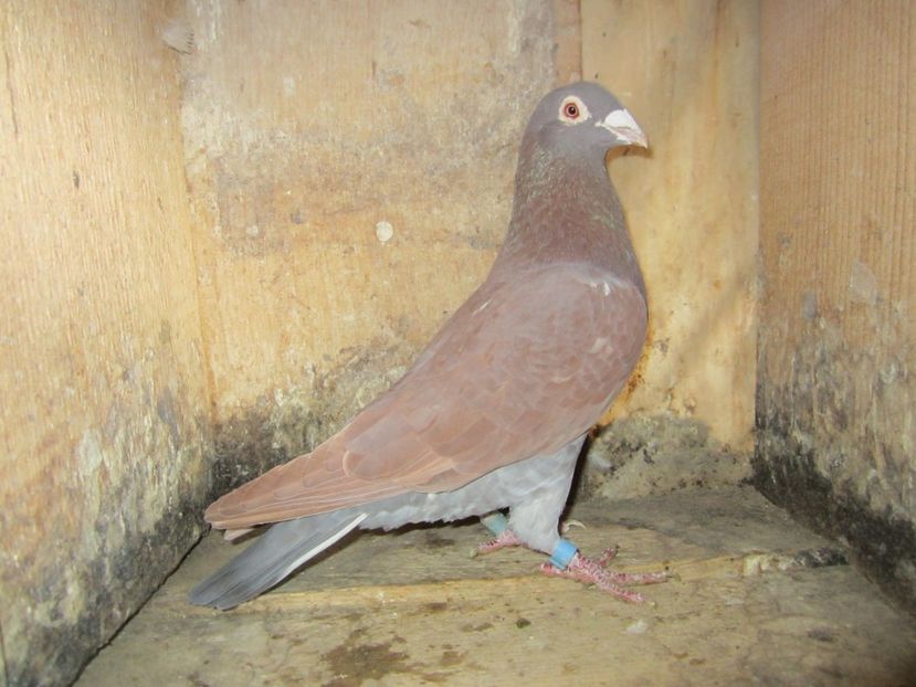 M 2016 - Voiajori Meulemans